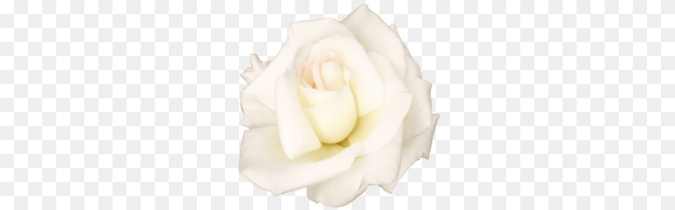 White Rose Transparent, Flower, Plant, Petal, Diaper Free Png