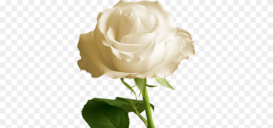 White Rose Background, Flower, Plant Free Transparent Png