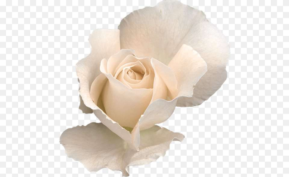 White Rose Transparent Background, Flower, Petal, Plant Png Image