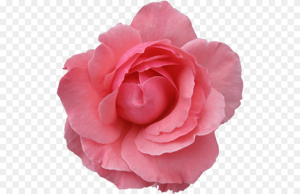 White Rose Transparent Background Google Search Vintage, Flower, Petal, Plant, Carnation Png Image