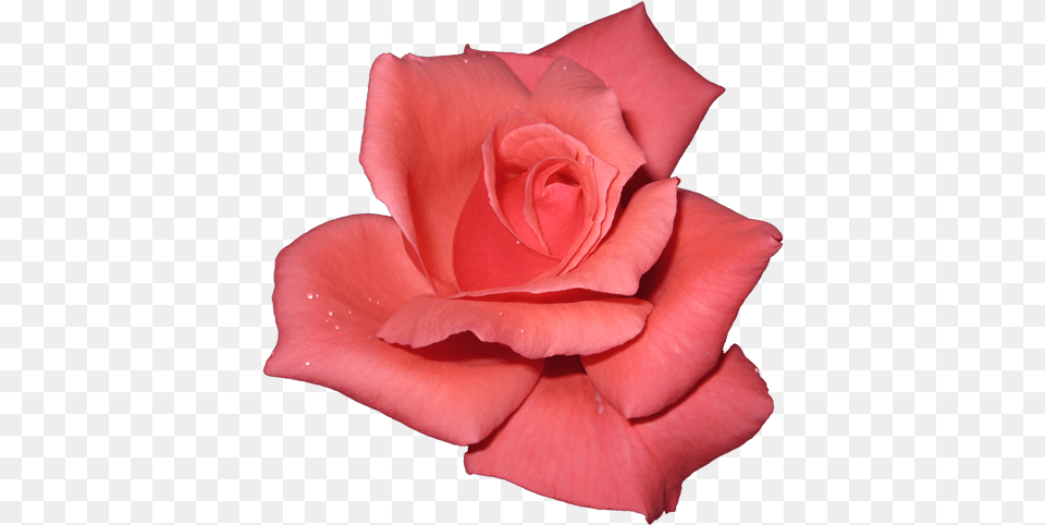 White Rose Transparent Background Pink Rose With Transparent Background, Flower, Petal, Plant Png Image