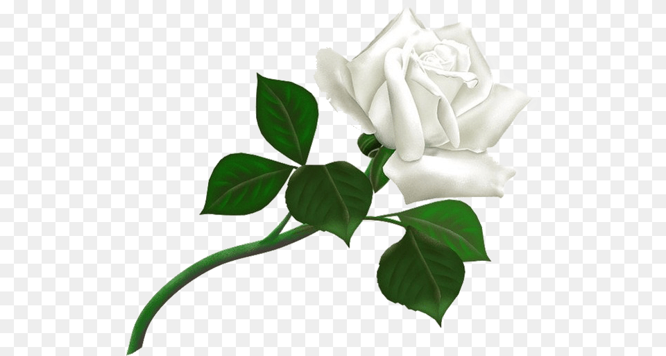 White Rose Transparent Background Thank You For Add Me, Flower, Plant, Leaf Free Png Download