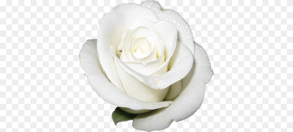 White Rose Transparent Background White Rose No Background, Flower, Plant Free Png Download