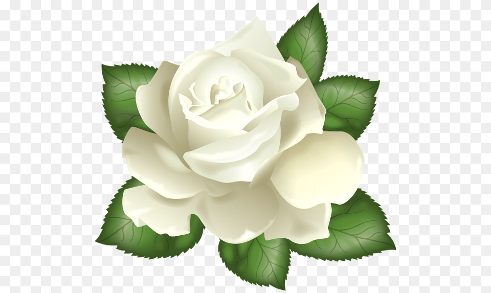 White Rose Transparent Clip Art Gallery, Flower, Plant Png Image