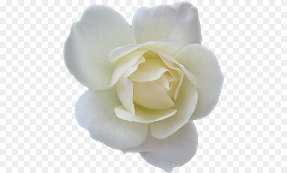 White Rose Transparent Isolated Small White Flowers, Flower, Petal, Plant Png Image