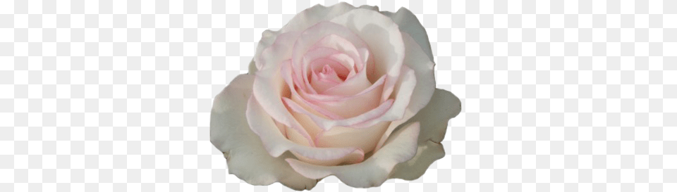 White Rose Tumblr, Flower, Petal, Plant Png Image