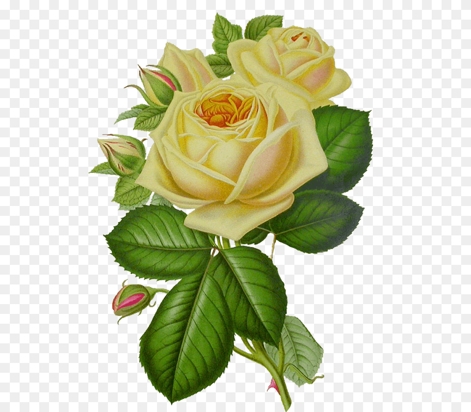 White Rose Vintage, Flower, Plant, Leaf Free Png Download