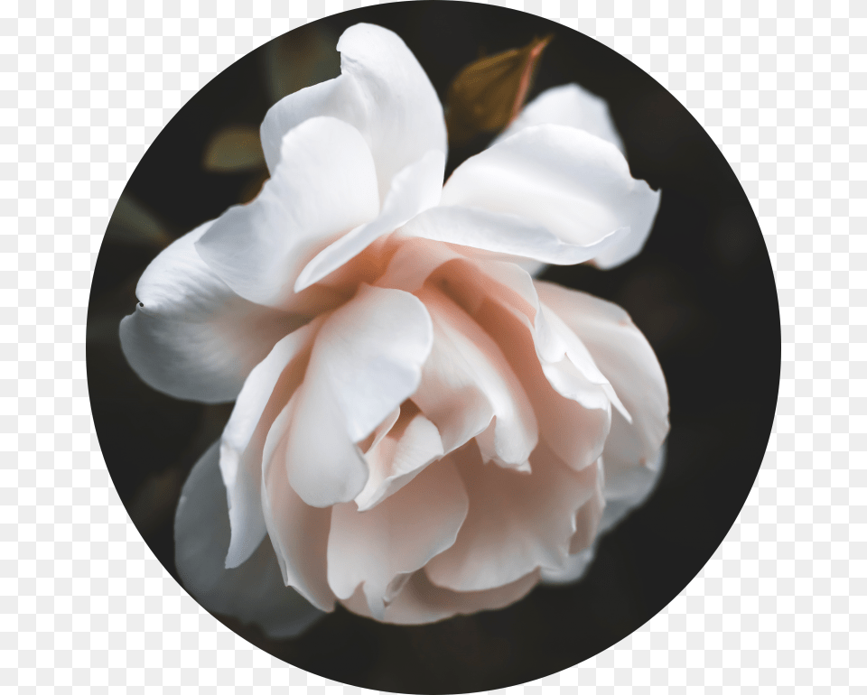 White Rose Vintage Style Flower White Rose Art Garden Roses, Petal, Plant, Geranium Free Png