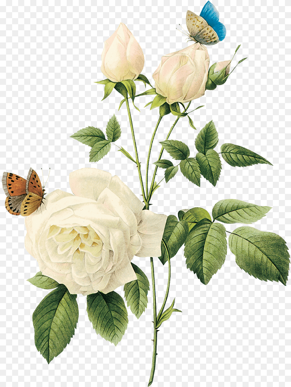 White Rose Watercolor, Flower, Petal, Plant, Anemone Free Transparent Png