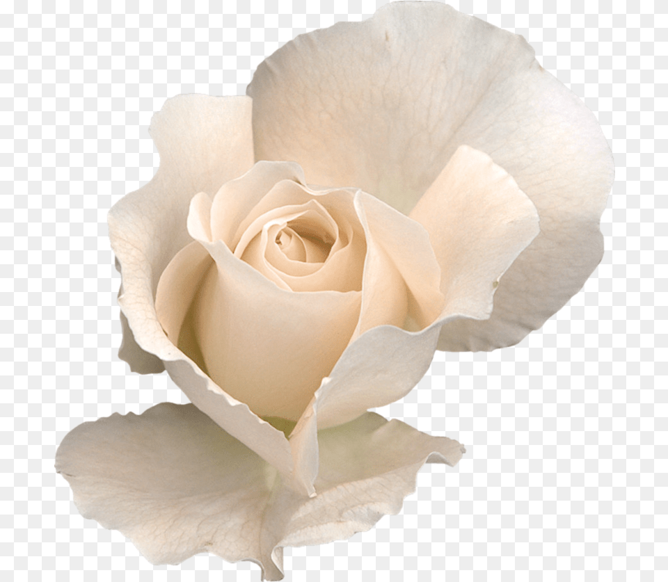 White Rose White Roses Transparent Background, Flower, Petal, Plant Png Image