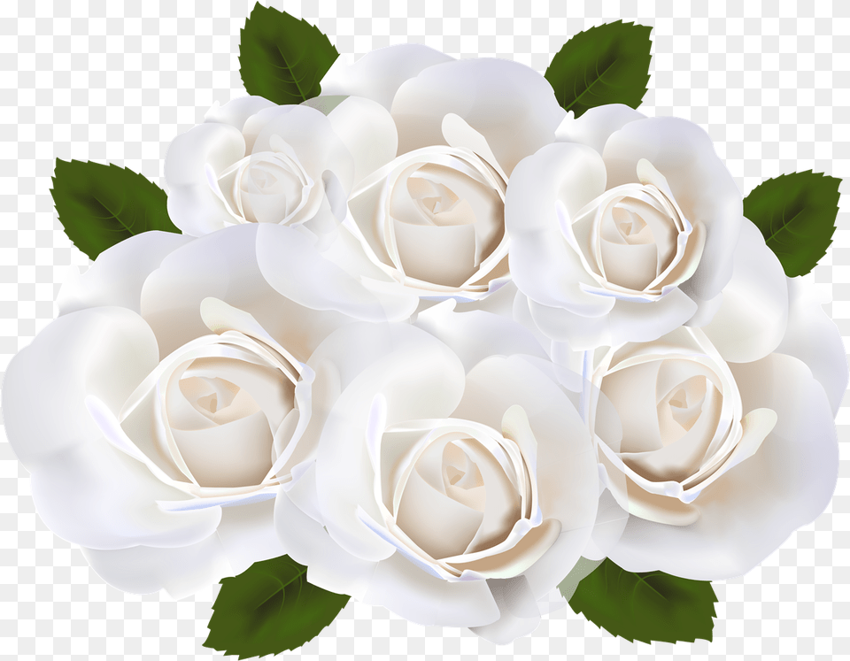 White Rose White Roses With Clear Background, Flower, Flower Arrangement, Flower Bouquet, Plant Free Png
