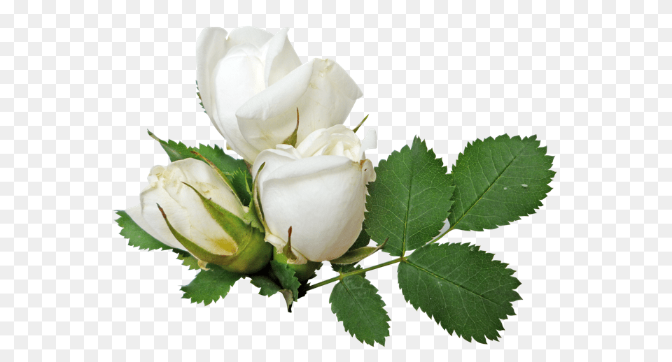 White Roses, Flower, Plant, Rose Png