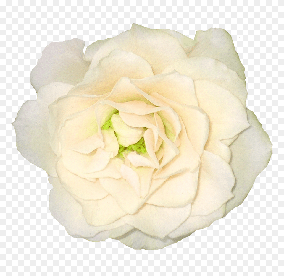 White Roses, Flower, Petal, Plant, Rose Png Image