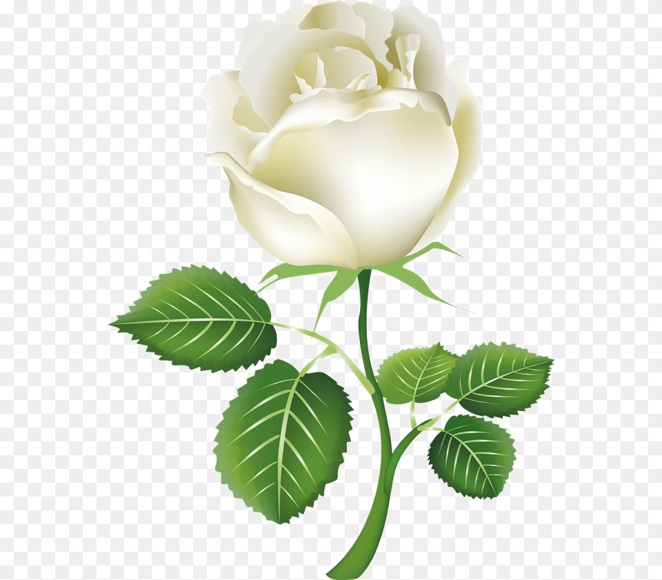 White Roses, Flower, Plant, Rose, Leaf Png Image
