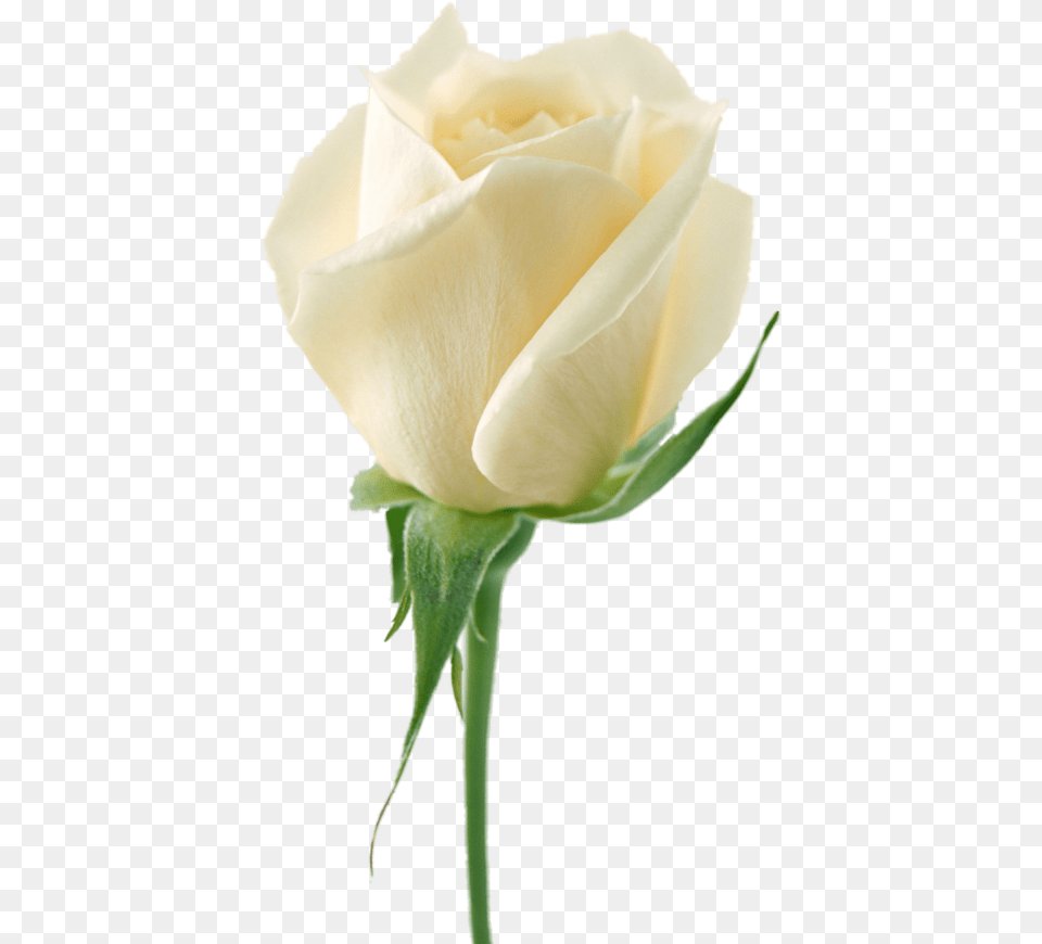 White Roses, Flower, Plant, Rose Png