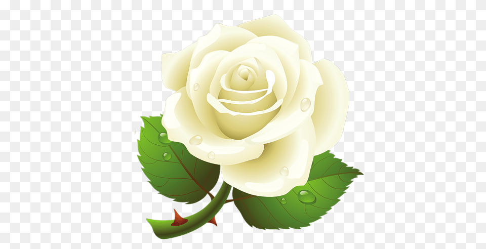 White Roses, Flower, Plant, Rose Png