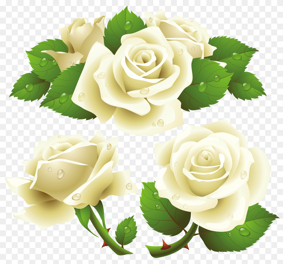 White Roses, Flower, Plant, Rose Free Transparent Png