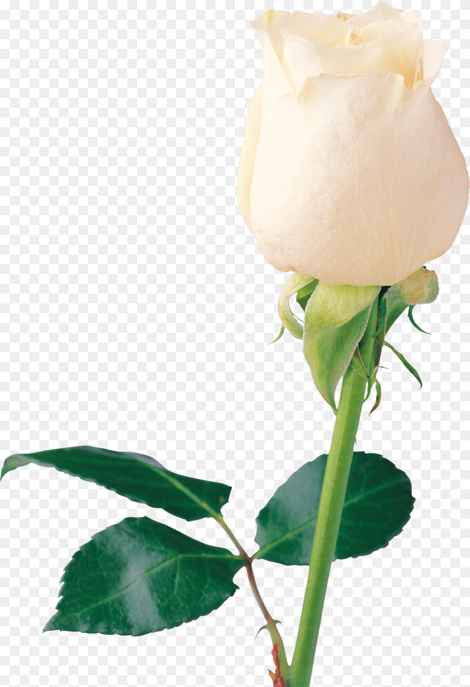 White Roses, Flower, Plant, Rose Free Png Download