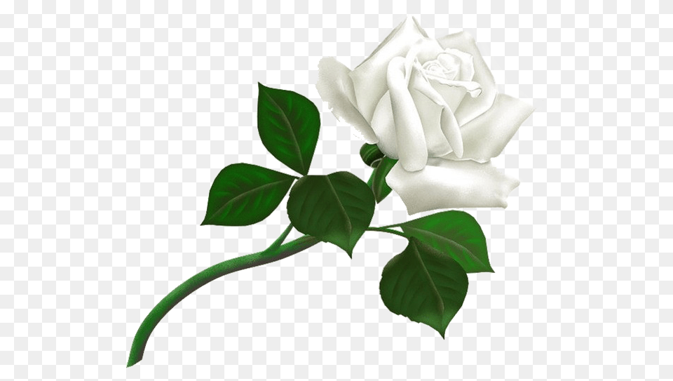 White Roses, Flower, Leaf, Plant, Rose Png Image