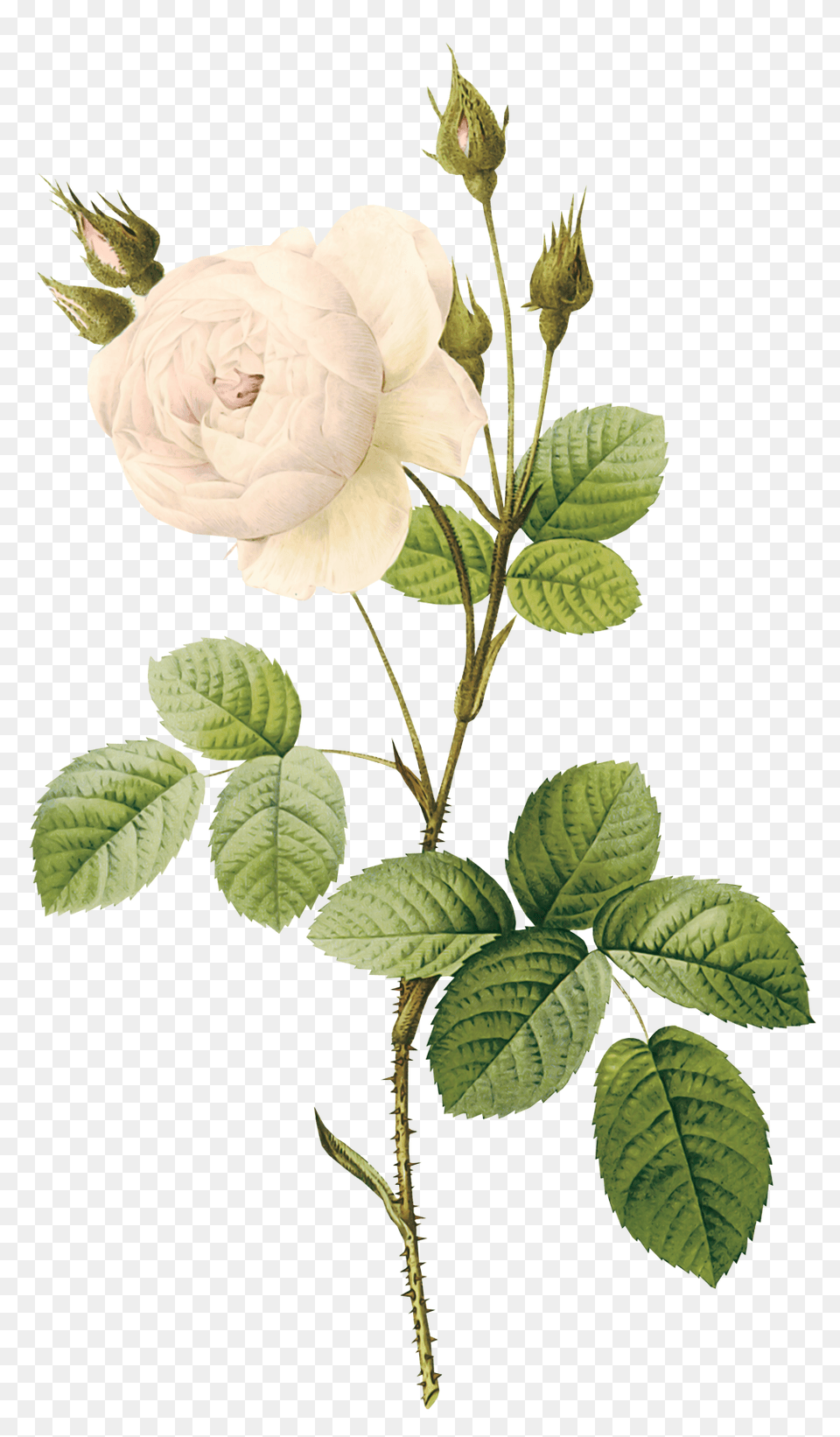 White Roses, Flower, Leaf, Plant, Rose Png Image