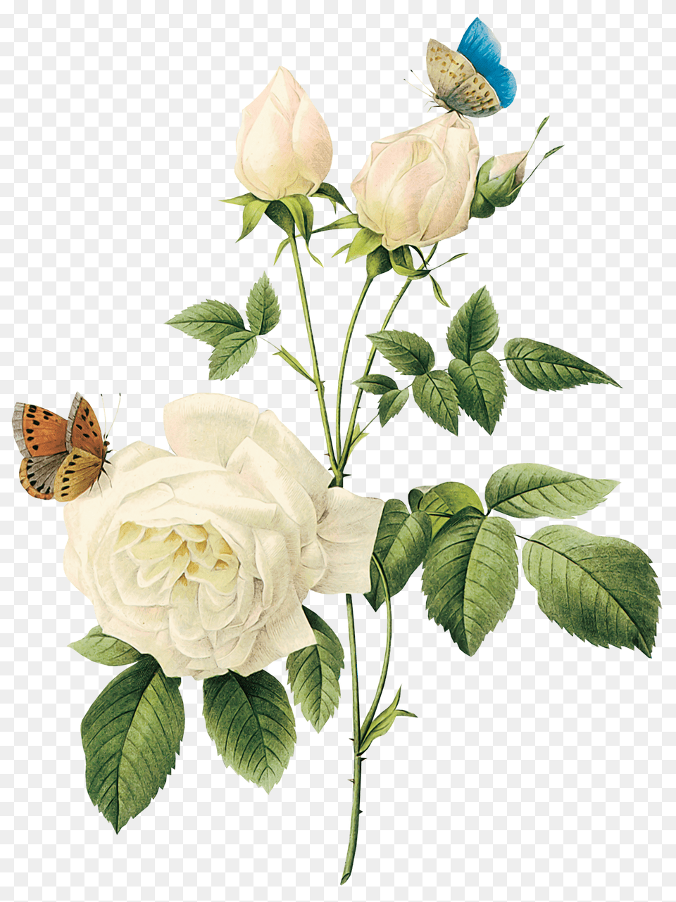 White Roses, Flower, Petal, Plant, Rose Png Image