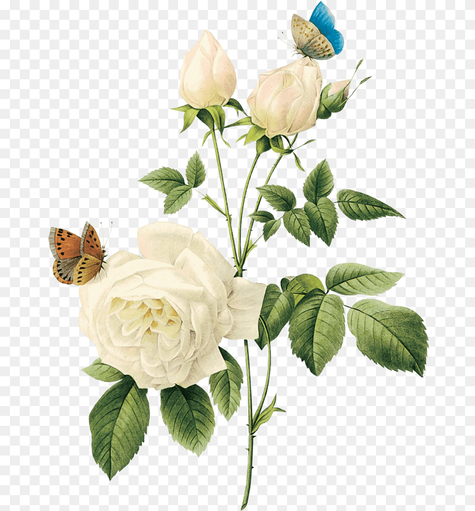 White Roses, Flower, Petal, Plant, Rose Png