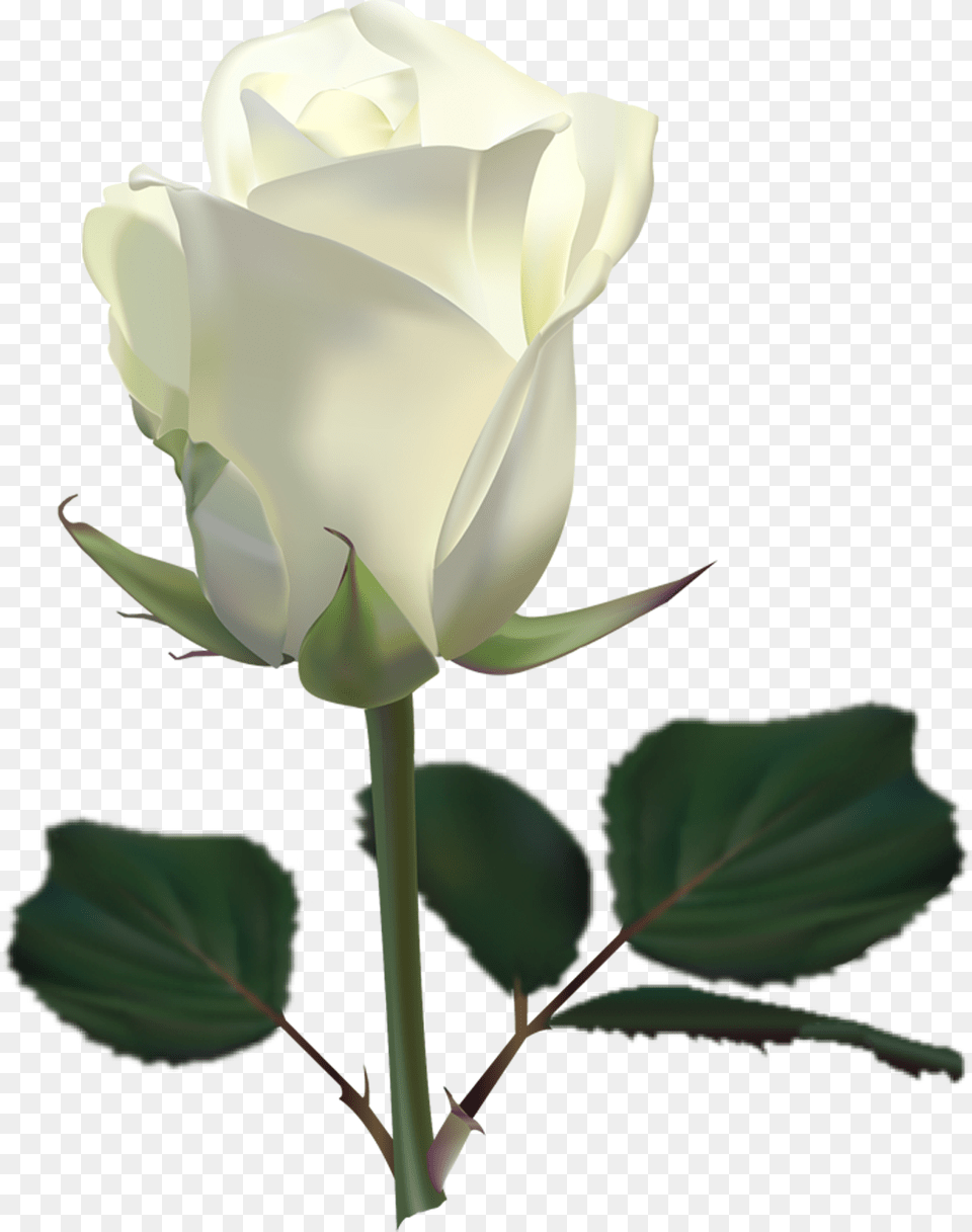 White Roses, Flower, Plant, Rose, Person Free Png