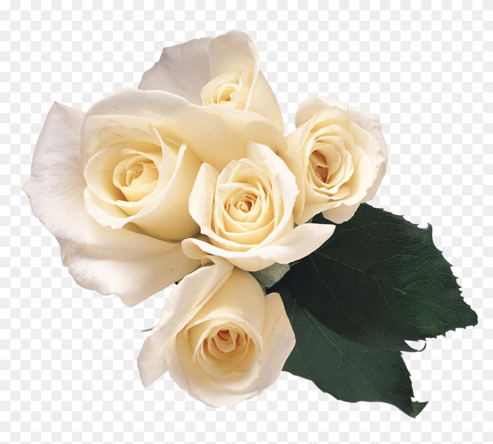 White Roses, Flower, Flower Arrangement, Flower Bouquet, Plant Png