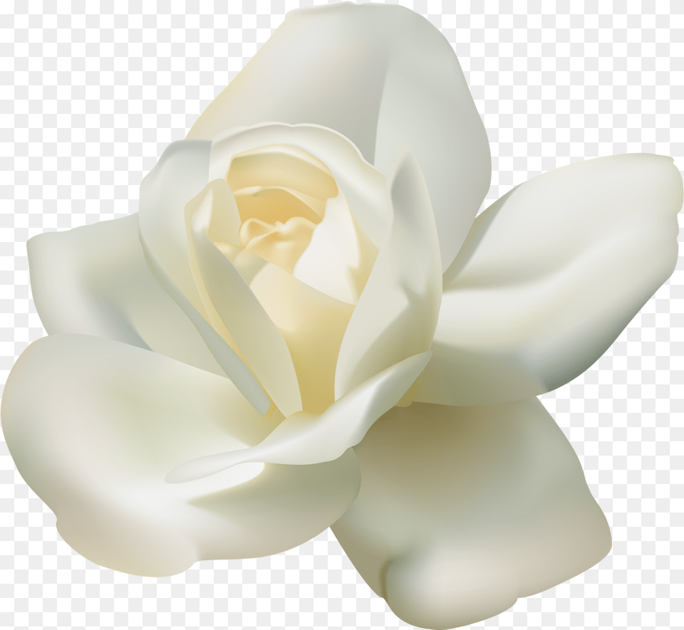 White Roses Background, Flower, Petal, Plant, Rose Free Transparent Png