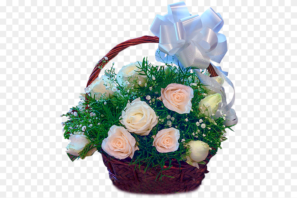 White Roses Basket Garden Roses, Flower, Flower Arrangement, Flower Bouquet, Plant Free Png