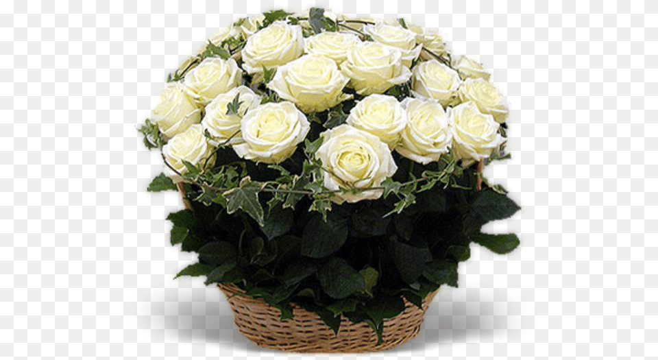 White Roses Basket Otkritki S Dnem Rozhdeniya Belie Rozi, Flower, Flower Arrangement, Flower Bouquet, Plant Png Image