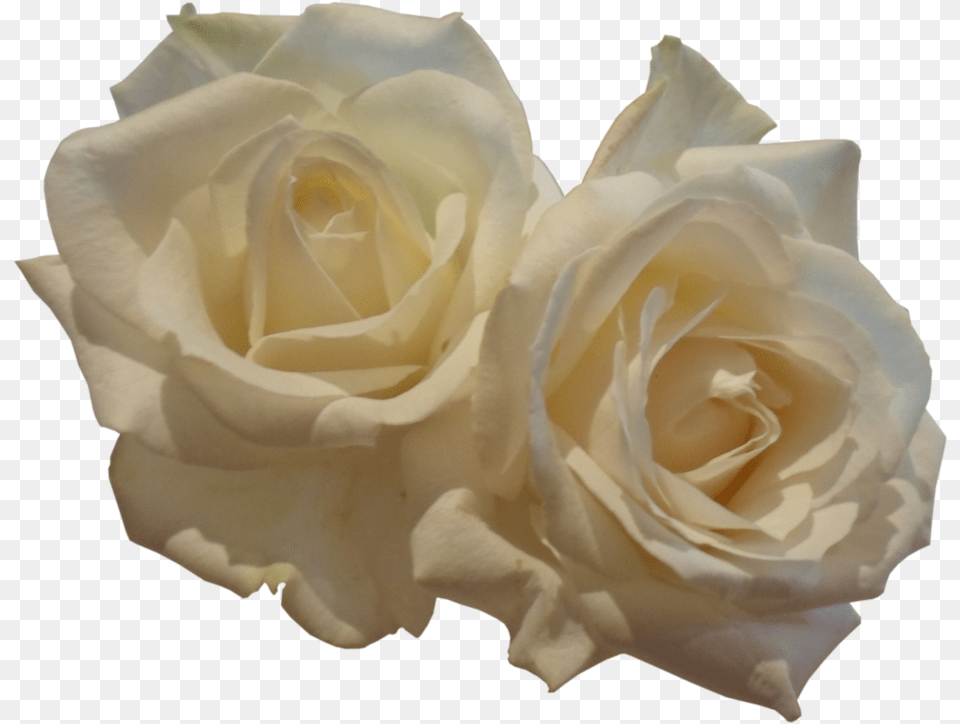 White Roses By Birdsatalcatraz Drawing, Flower, Plant, Rose, Petal Free Transparent Png