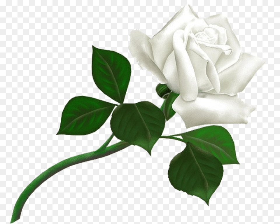 White Roses Download White Rose, Flower, Plant, Leaf Free Transparent Png