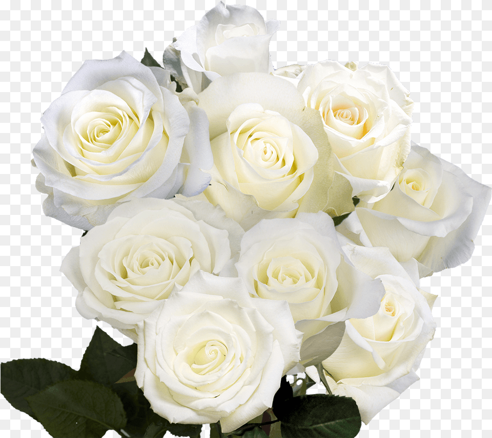 White Roses For Birthday Floribunda, Flower, Flower Arrangement, Flower Bouquet, Plant Png