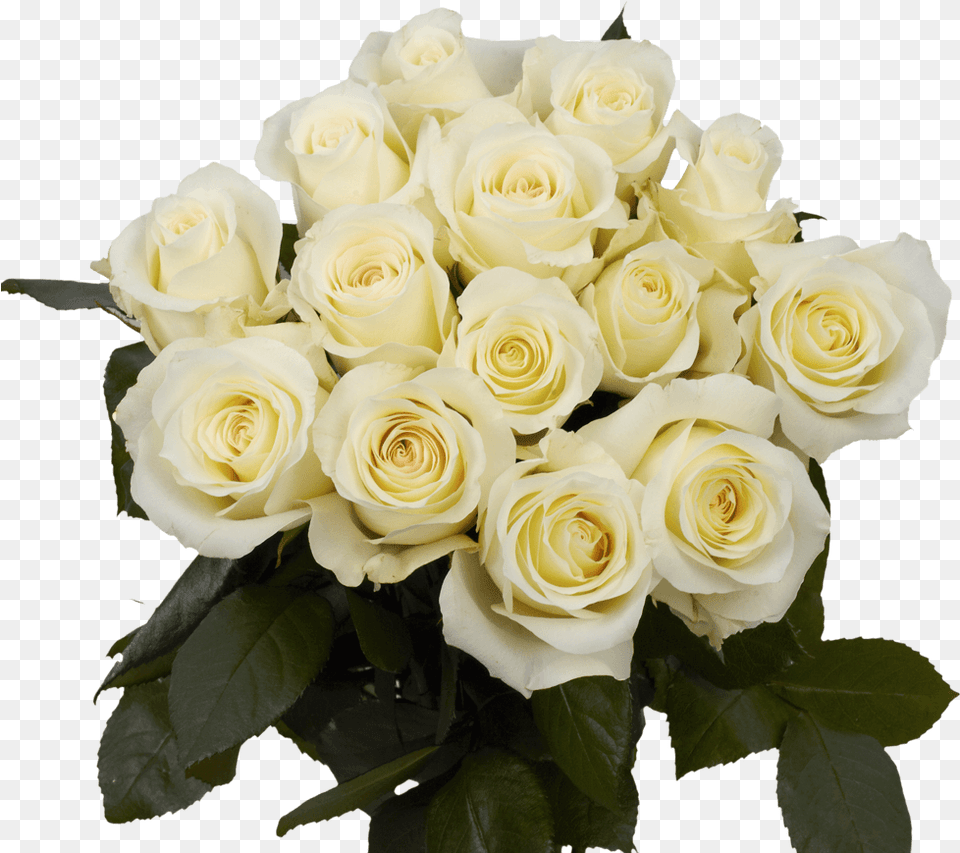 White Roses For Sale Freshest Anastacia Roses Floribunda, Flower, Flower Arrangement, Flower Bouquet, Plant Free Png Download