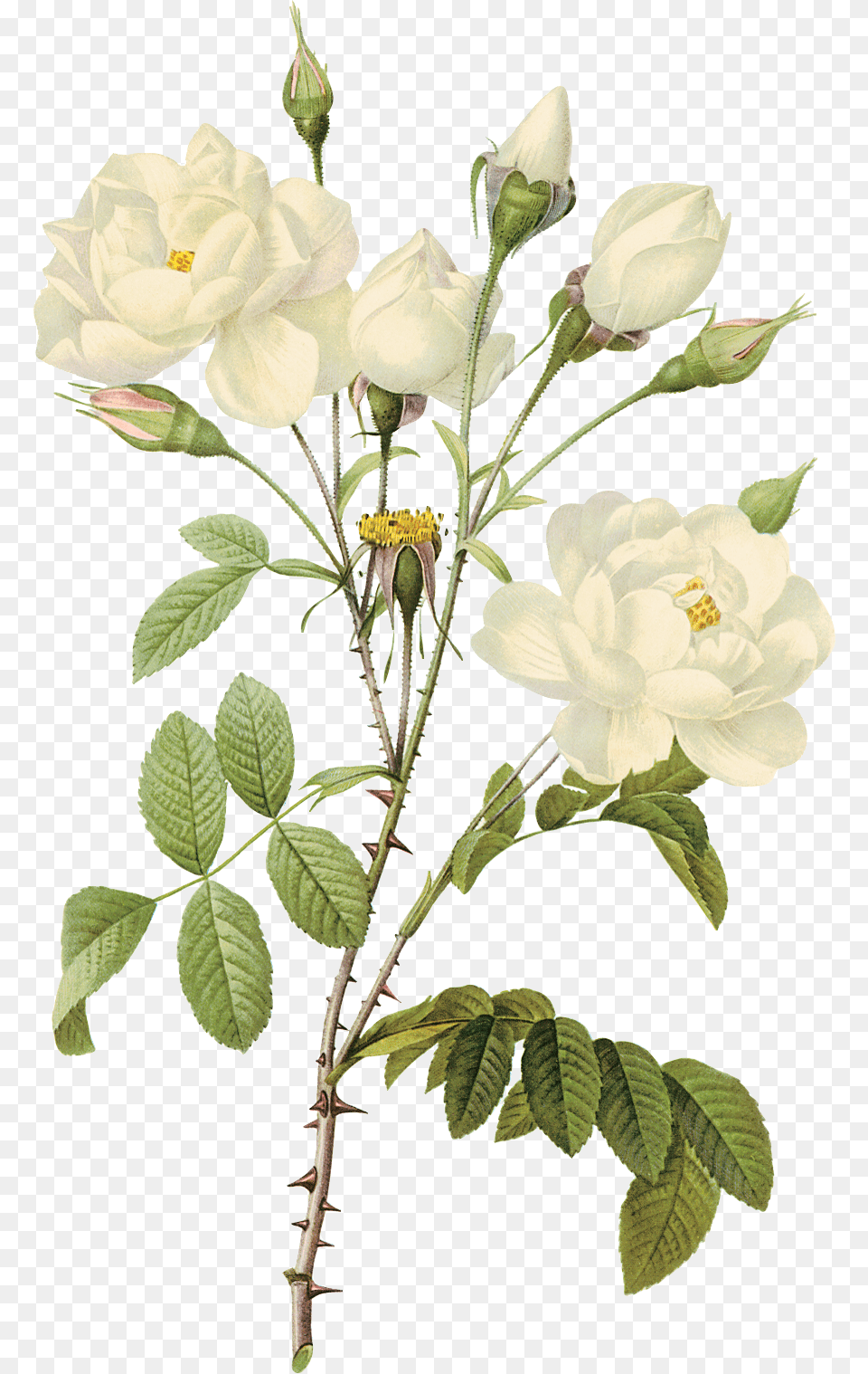 White Roses 16 White Transparent Flowers, Flower, Leaf, Plant, Rose Free Png Download