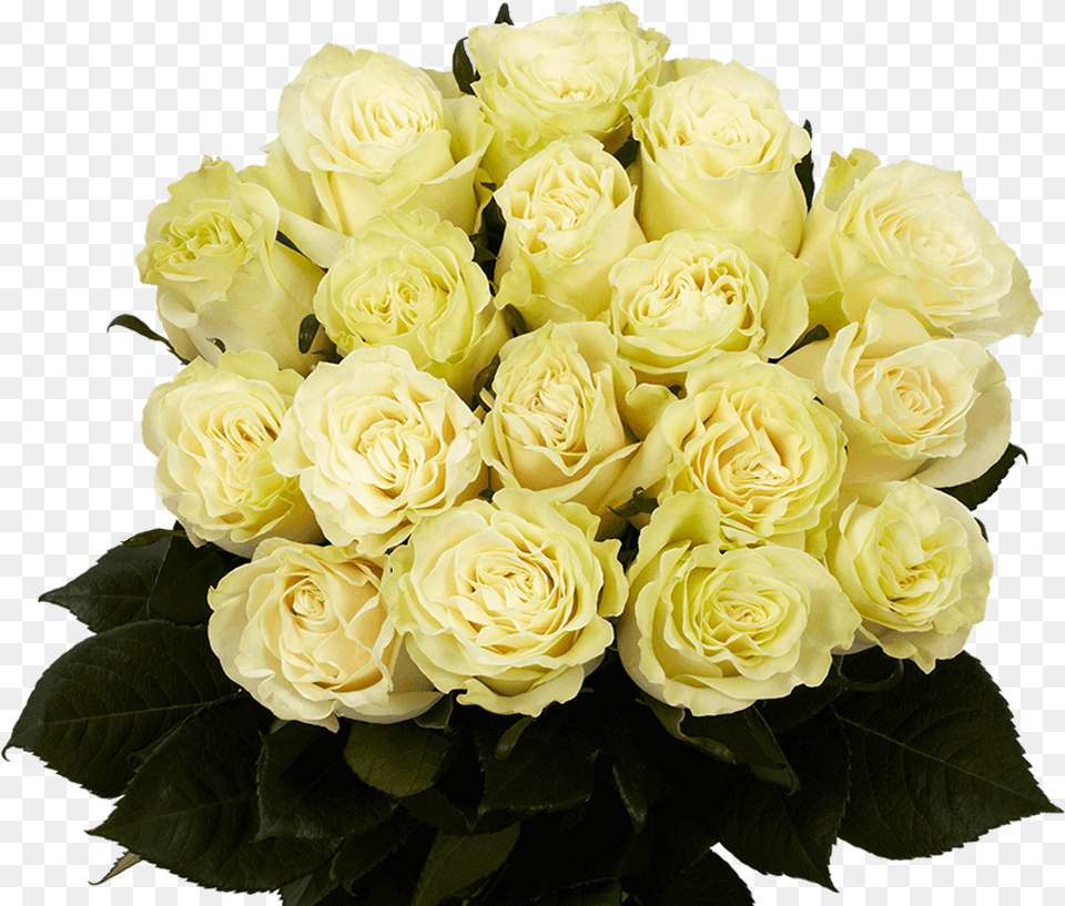 White Roses Fresh Mondial Roses Flowers Direct Floribunda, Flower, Flower Arrangement, Flower Bouquet, Plant Png