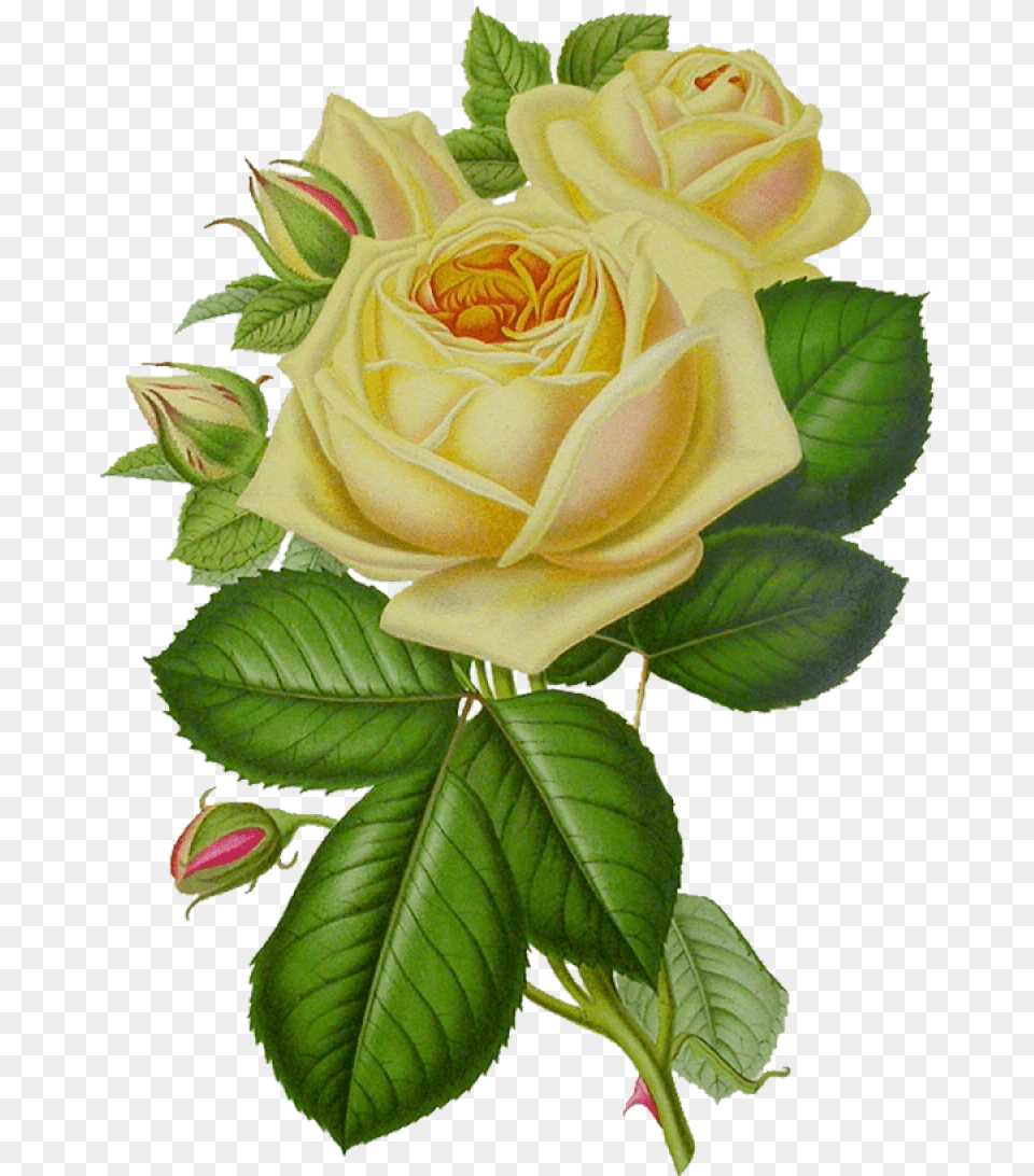 White Roses Green Flower Rose, Plant, Leaf Free Transparent Png