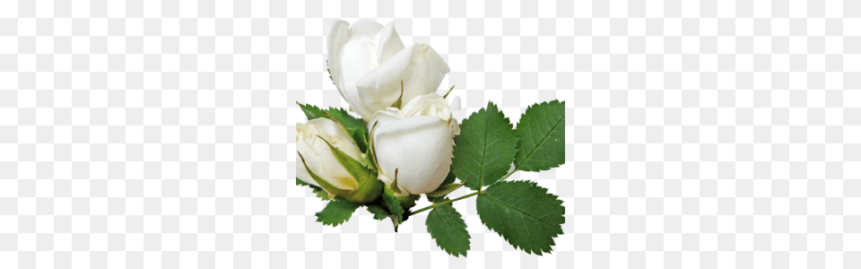 White Roses High Quality Web Icons, Flower, Plant, Rose Free Transparent Png