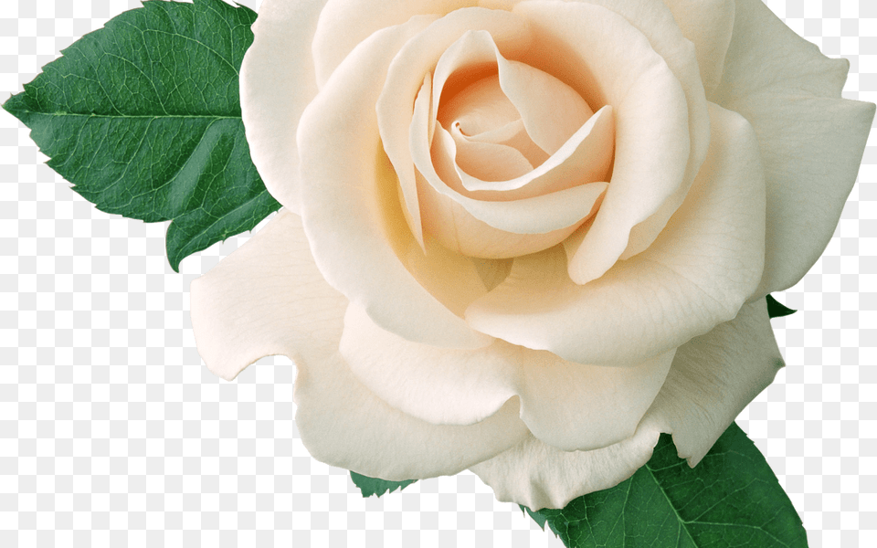 White Roses High Quality Web Icons Transparent Background Transparent Roses White, Flower, Plant, Rose, Petal Png Image