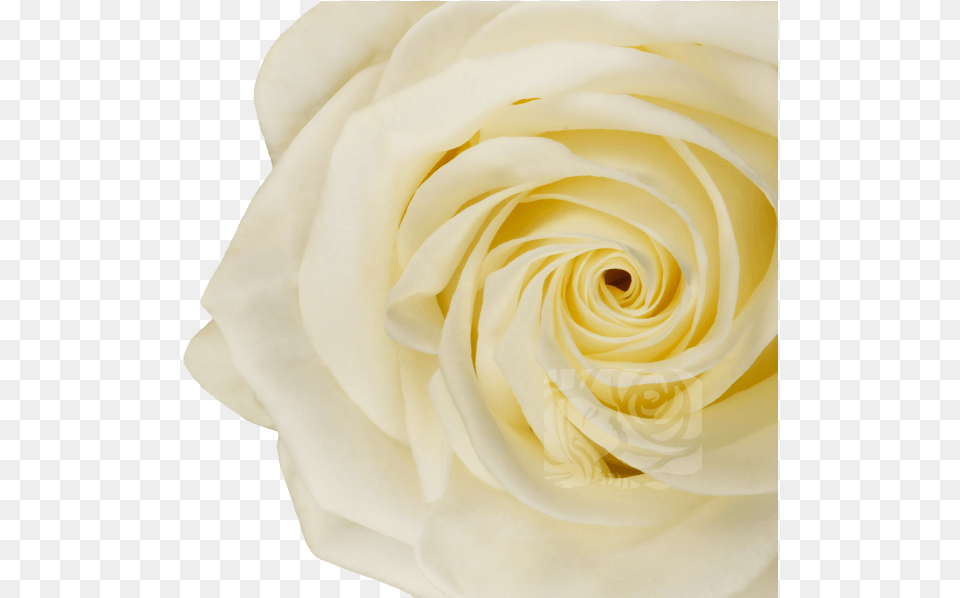 White Roses Hybrid Tea Rose, Flower, Petal, Plant Free Png