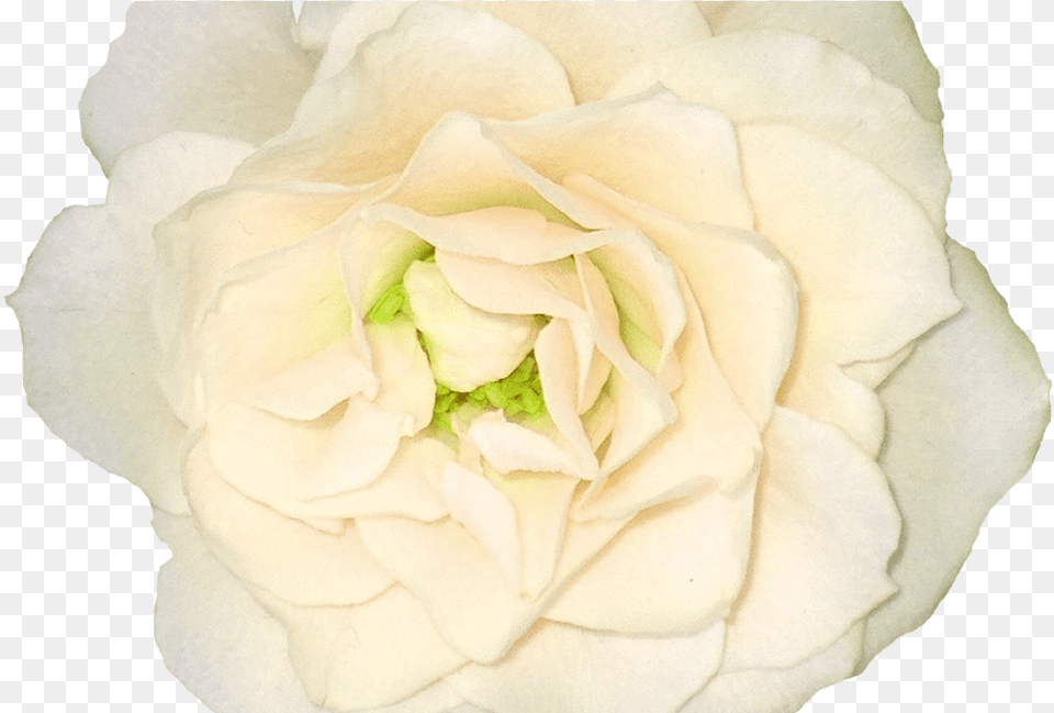 White Roses Images Flower Pixtures, Petal, Plant, Rose Free Png Download