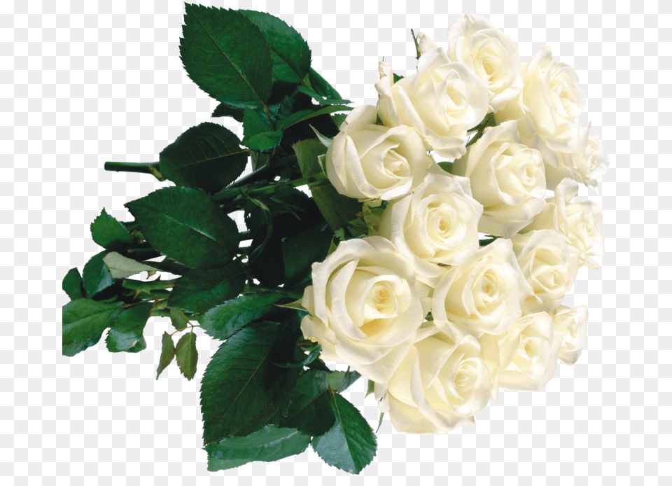 White Roses In Bouquets Buket Belie Rozi, Flower, Flower Arrangement, Flower Bouquet, Plant Free Png