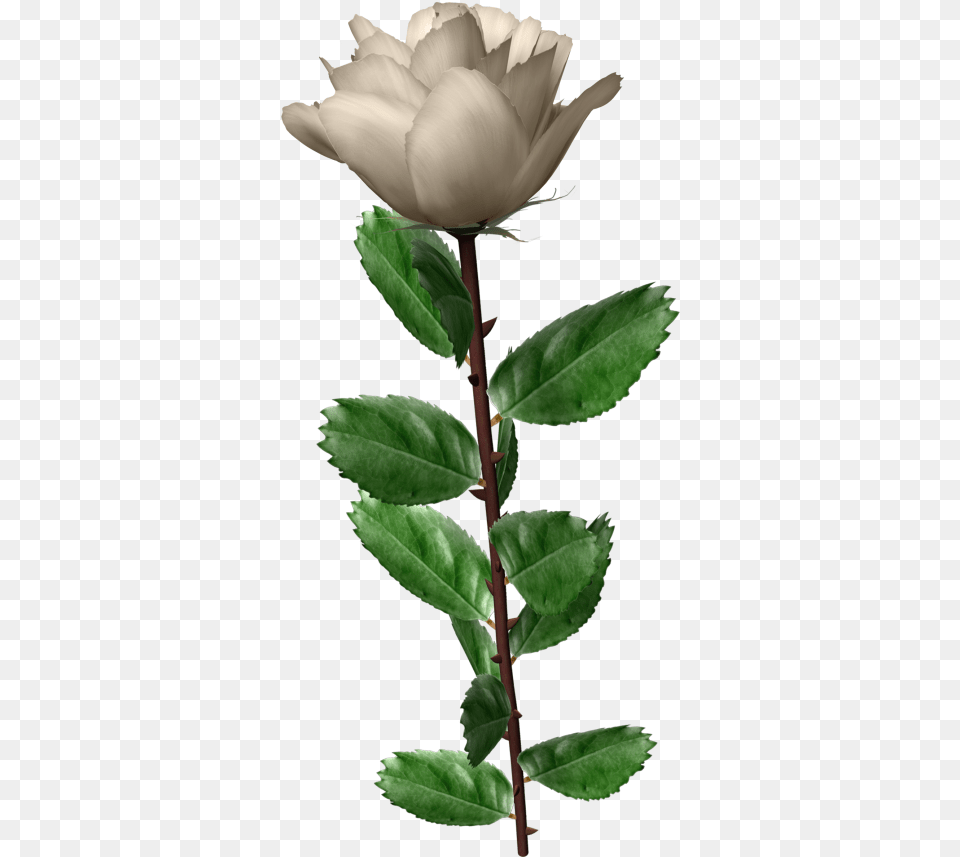 White Roses Leaf Wonderful Picture Images Images White Rose Ping, Flower, Plant, Petal Png