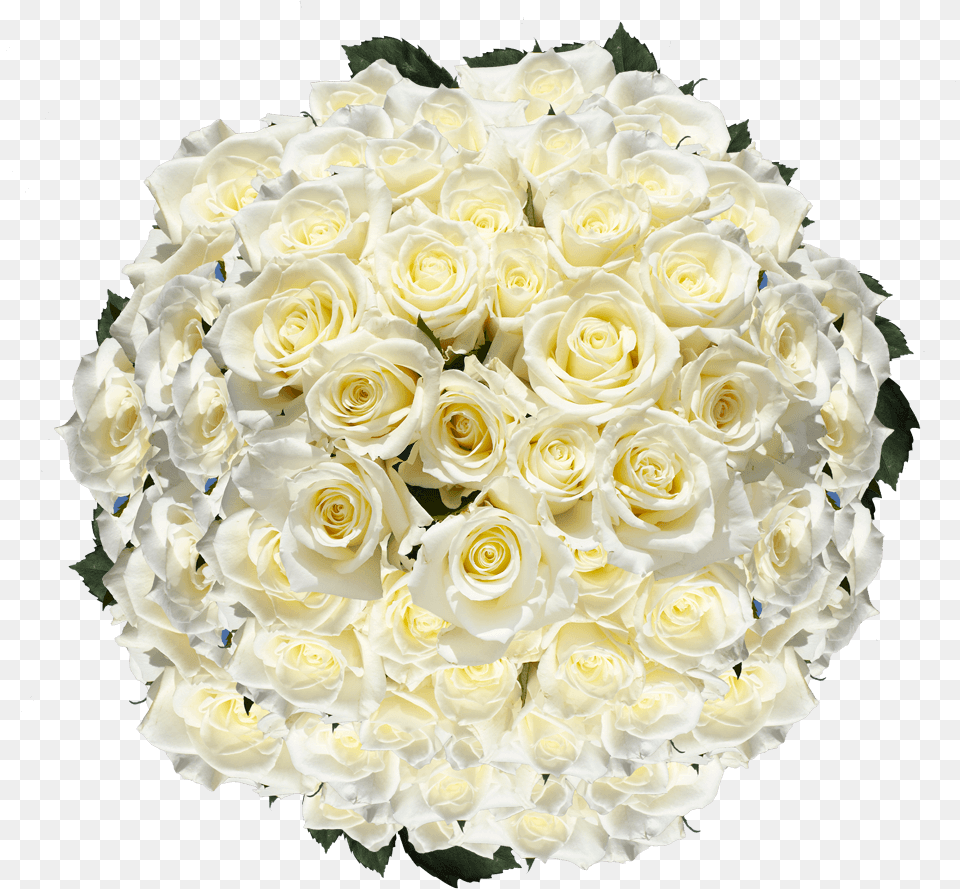 White Roses Mother S Day Flower Specials Shipping Floribunda, Rose, Plant, Flower Arrangement, Flower Bouquet Free Png