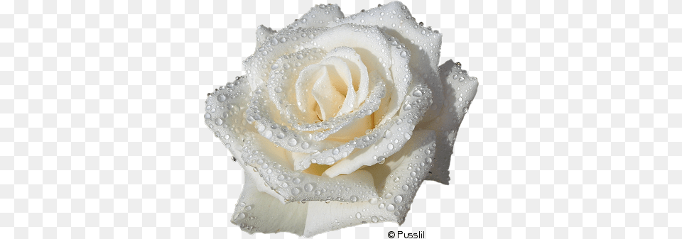 White Roses No Background, Flower, Plant, Rose, Petal Free Png Download
