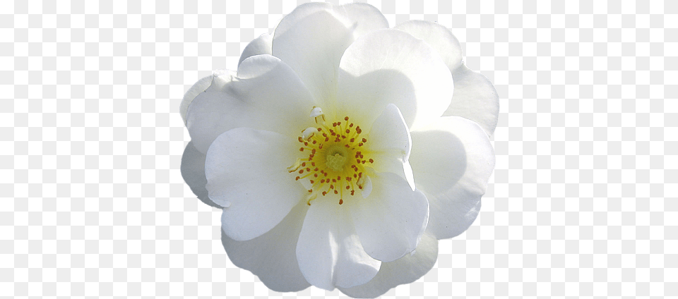 White Roses Picture Flower White Rose, Anemone, Anther, Petal, Plant Free Png Download