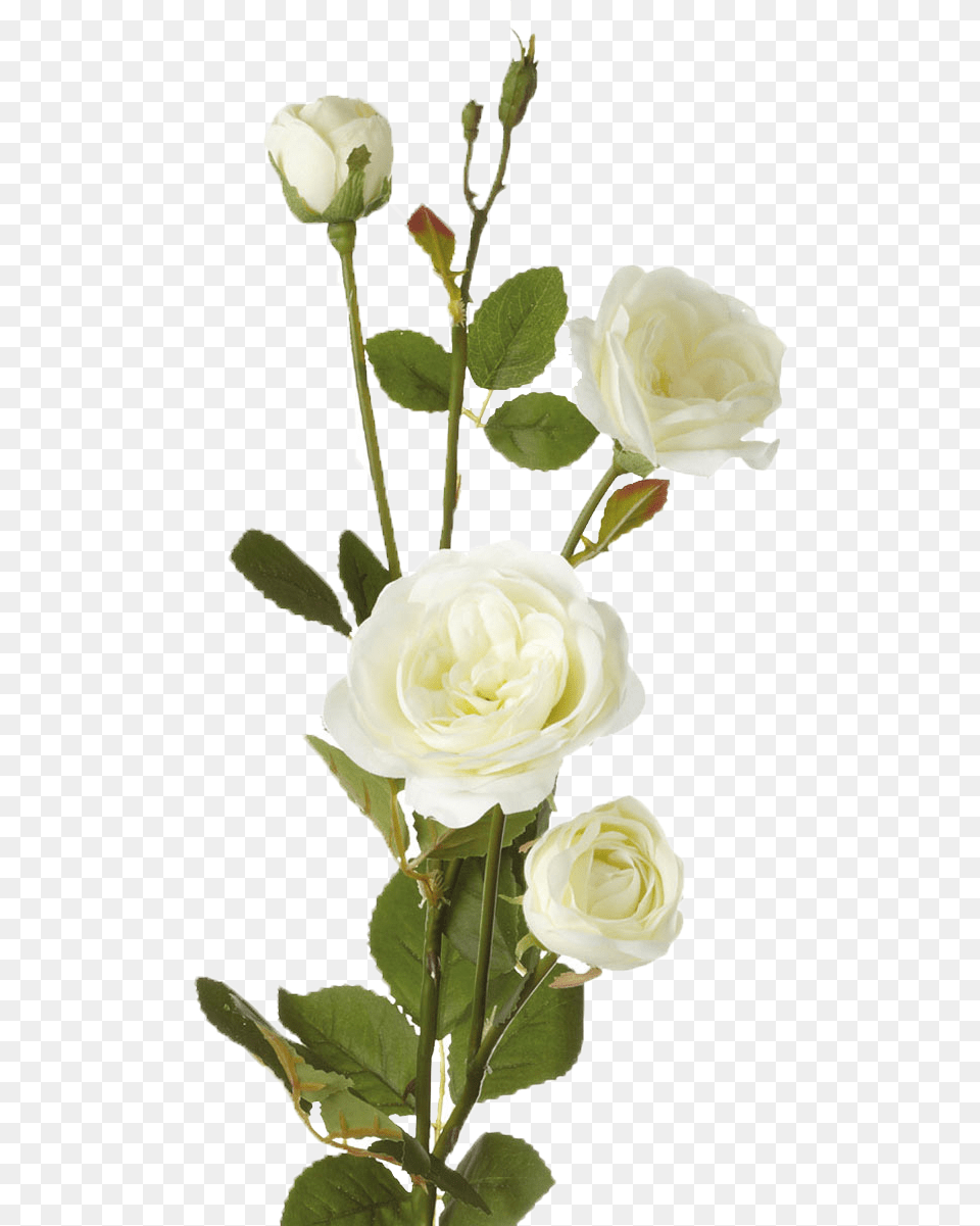 White Roses Transparent Single White Rose Flower, Flower Arrangement, Plant, Petal, Flower Bouquet Png Image