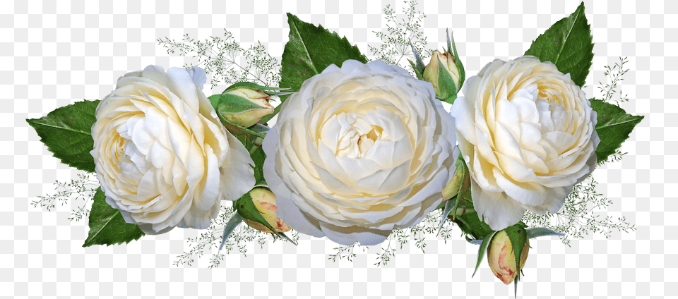 White Roses White Roses With Transparent Background, Flower, Flower Arrangement, Flower Bouquet, Plant Png