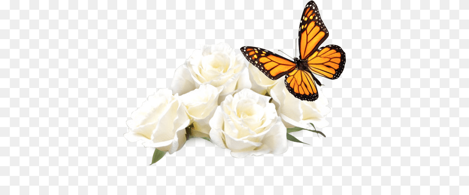 White Roses With Butterfly Stock Photo Of Butterfly, Flower, Petal, Plant, Rose Free Png